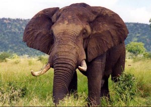 elephant