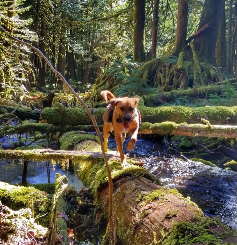 Tanya’s Training Tips: Camping with Your Dog