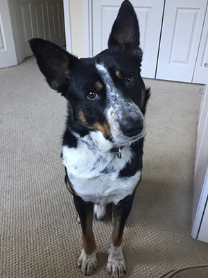 abner the cattle dog