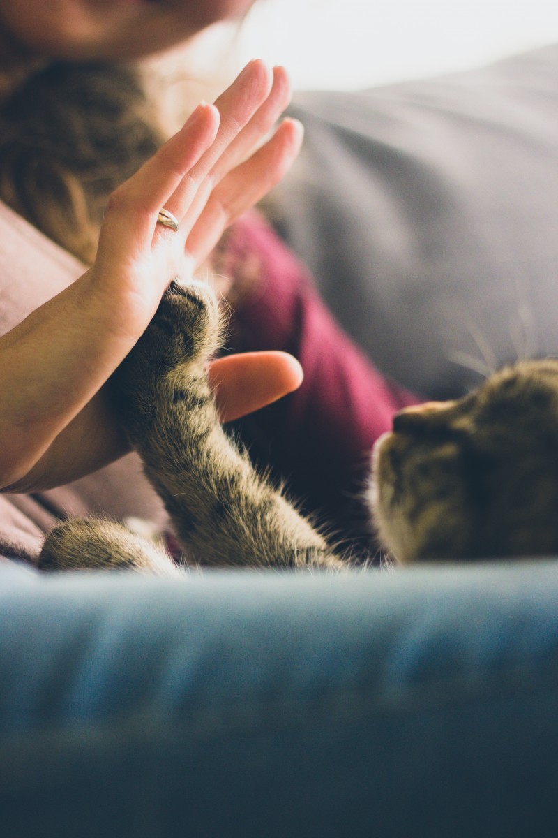 Six New Year’s Resolutions for Pet Lovers